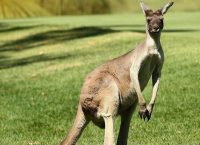 Κίνα: Καγκουρό πέθανε από τουρίστες που του πετούσαν πέτρες για να το κάνουν να πηδήξει