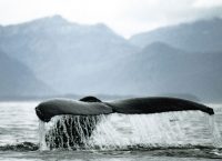 Εντυπωσιακό: Οι φάλαινες τραγουδούν jazz για να προσελκύσουν το ταίρι τους