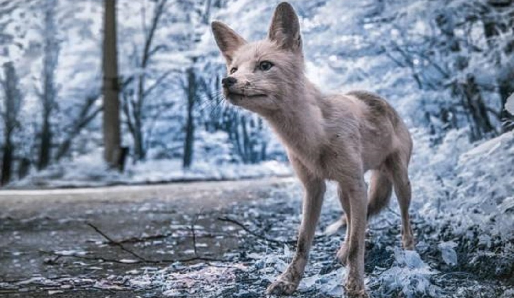 Ένα μουντό και “στοιχειωμένο” πορτρέτο – Τσέρνομπιλ, 32 χρόνια μετά (pics)