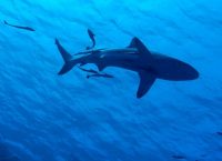 Επιστήμονες συλλέγουν DNA φαλαινοκαρχαρία – Tι σκοπό έχουν