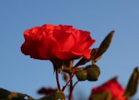 Διαβάσθηκε το DNA του τριαντάφυλλου – Με αυτό το φρούτο έχει συγγένεια