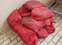 Κατασχέθηκαν 1.049 κιλά ακατάλληλα όστρακα