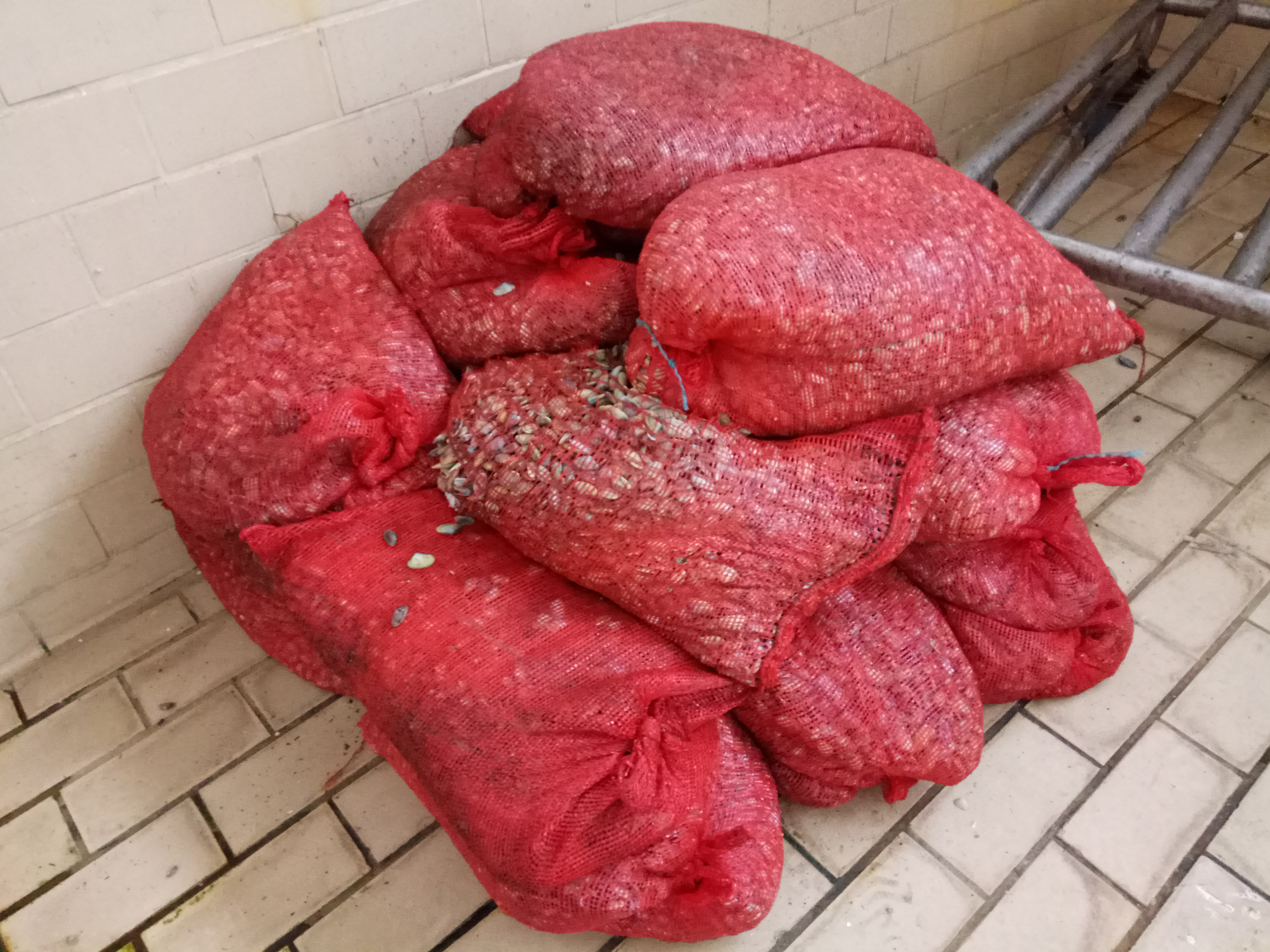 Κατασχέθηκαν 1.049 κιλά ακατάλληλα όστρακα