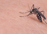 Πάτρα: Κουνούπι τον έστειλε την εντατική