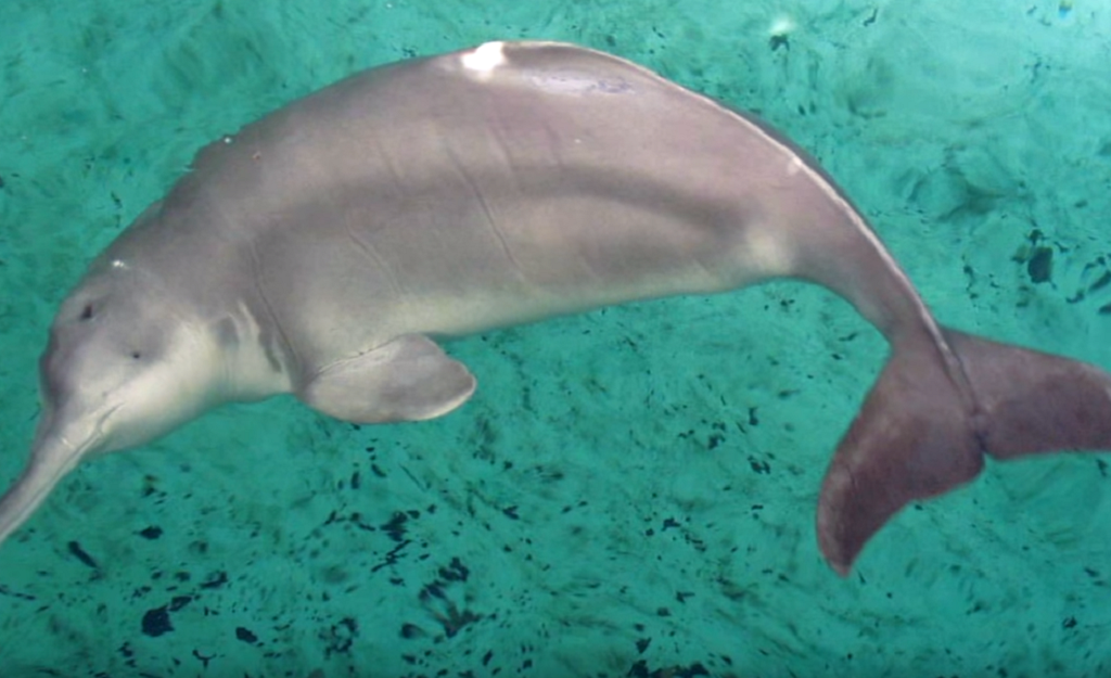 Ελπίδες για εμφάνιση του δελφινιού του ποταμού Γιανγκτσέ (vid)