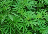 Γερμανικό δημοσίευμα: Η Ελλάδα ψάχνει επενδύσεις μέσω της κάνναβης – Το “κράξιμο” σε Τσακαλώτο