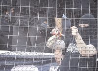 Σοκ! Με δολοφονικό κόφτη στο γήπεδο οπαδός του ΠΑΟΚ (pics)
