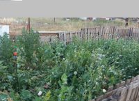 Χιλιάδες οπιούχες “παπαρούνες” στη Βοιωτία (pics&vid)