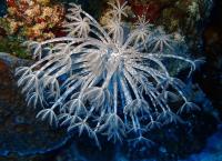 Ο θαυμαστός κόσμος του βυθού: Ένας κήπος με κοράλλια 1.000 ετών (vid)