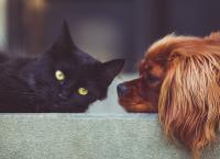 Παγκόσμια καταδίκη για την εμπορία κρέατος σκύλου και γάτας στην Ινδονησία