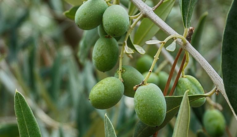Συγκομιδή Ελιάς Γλυφάδα: Για πέμπτη συνεχόμενη χρονιά ξεκινά η συγκομιδή ελιών