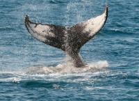 Ιαπωνία: Αλιείς έπιασαν και σκότωσαν 333 φάλαινες μινκ