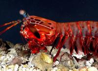 Κίνα: Τι τρέχει με τις καραβίδες