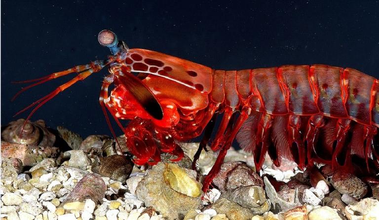 Κίνα: Τι τρέχει με τις καραβίδες