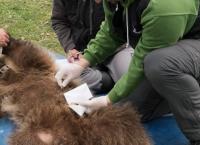 Αρκτούρος: Δημιούργησε το πρώτο κτηνιατρείο άγριων θηλαστικών