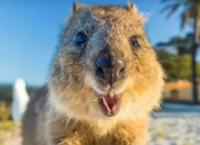 Κουόκα: Εντυπωσιακή αύξηση του πληθυσμού του “χαμογελαστού” μαρσιποφόρου