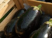 Η συνταγή της ημέρας: Μελιτζανόπιτα