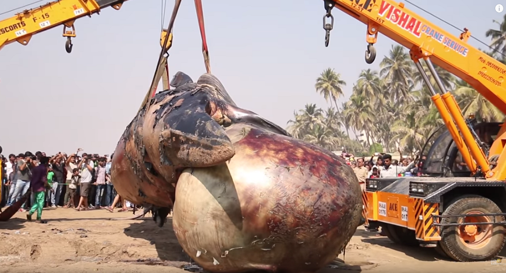 Απομακρύνουν κουφάρι φάλαινας από παραλία – Κίνδυνος “έκρηξης”