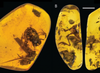Επιστημονική ανακάλυψη: Βρέθηκαν βάτραχοι μέσα σε κεχριμπάρι