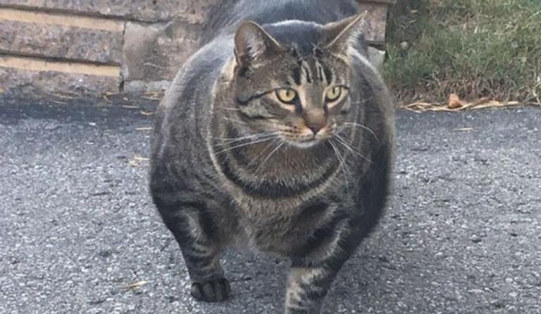 Καναδάς: Γάτα “bodybuilder” γίνεται viral (pics&vid)