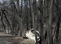 Νεκροί Μάτι: Στους 80 οι ταυτοποιημένοι νεκροί