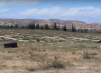 Τεράστιος αετός ορμάει σε 8χρονο κορίτσι (vid)