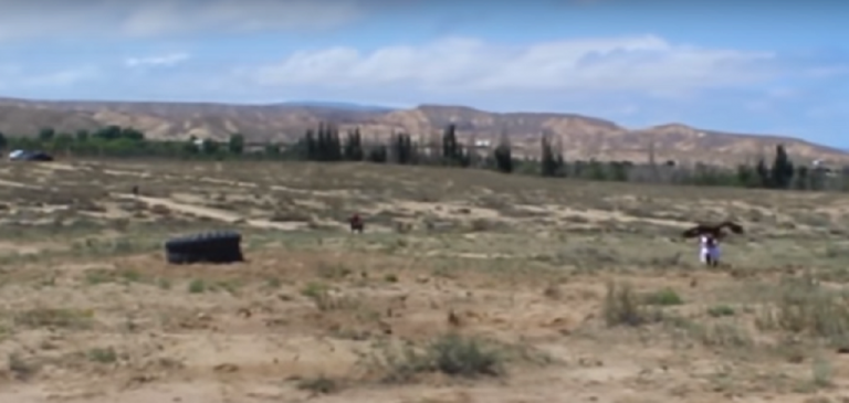 Τεράστιος αετός ορμάει σε 8χρονο κορίτσι (vid)