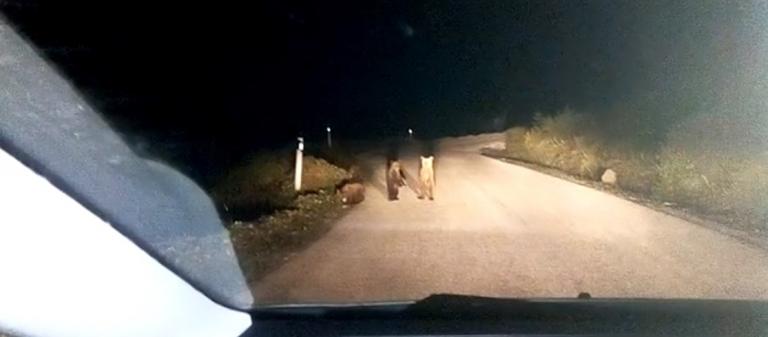 Μέτσοβο: Τρεις μικρές αρκούδες βγήκαν στον δρόμο (vid)