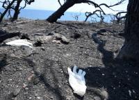 Μάτι: Βίντεο ντοκουμέντο – Άνθρωποι στη θάλασσα κολυμπούν για να σωθούν (vid)