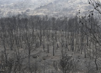 Μάτι: Τούρκοι αυτοδιοκητικοί προγραμματίζουν βοήθεια για τους πυρόπληκτους