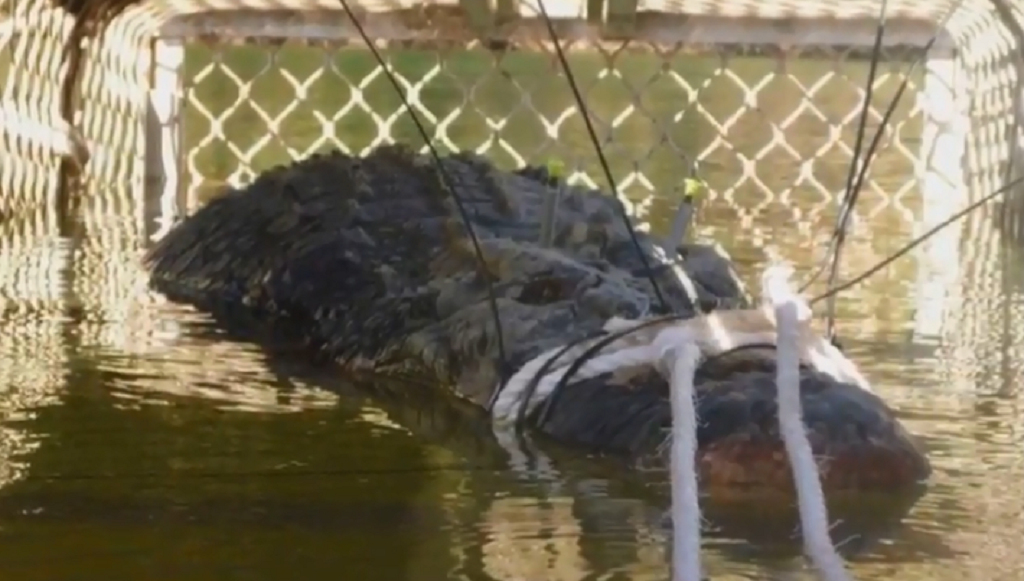 Κροκόδειλος τέρας πιάστηκε μετά από 8 χρόνια αναζήτησης