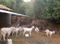 Κρήτη: Άνδρας βρέθηκε νεκρός στο μαντρί του