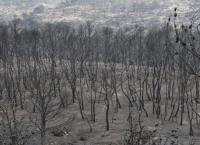 Φωτιά Μάτι: Τι ψάχνουν οι εισαγγελείς στον τόπο της τραγωδίας