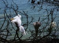 Μάτι: Στους 99 οι νεκροί