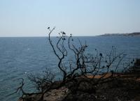 Μάτι: Ελληνική υπηκοότητα στους 3 ψαράδες που έσωσαν δεκάδες πυρόπληκτους