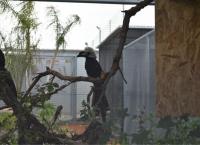 Σπάνια και εξωτικά πτηνά γεννιούνται και μεγαλώνουν στην Αττική