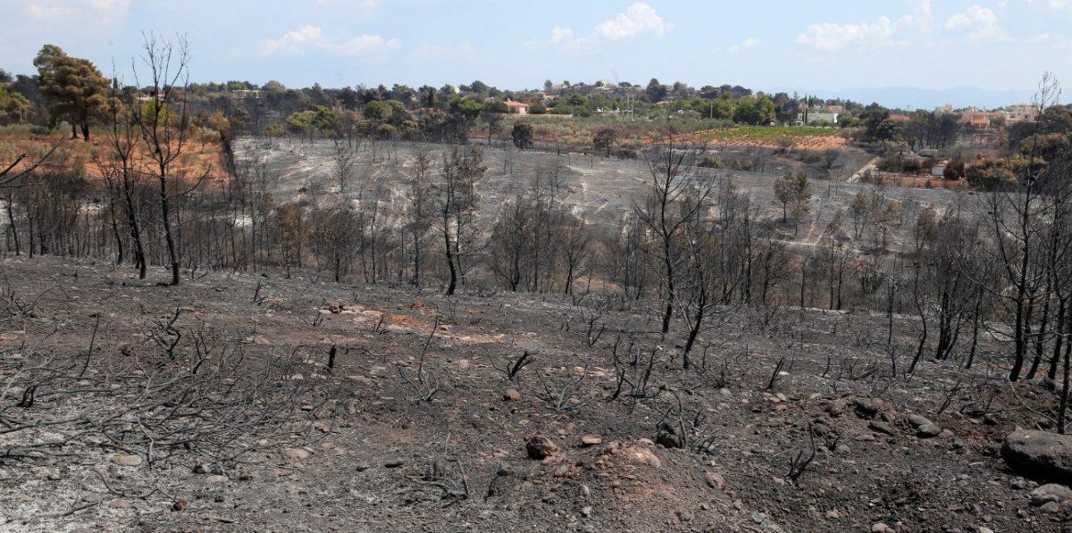 Πυρκαγιές Αττικής: Τρία σχολεία ανοιχτά σε Ραφήνα και Νέα Μάκρη