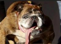 Πέθανε η Ζα-Ζα, το πιο άσχημο σκυλί στον κόσμο (vid)