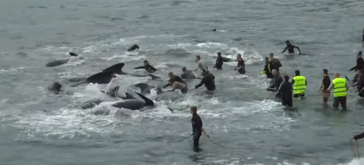 Ένα άρρωστο έθιμο στις νήσους Φερόες – Ομαδικές σφαγές φαλαινών αλλάζουν χρώμα στη θάλασσα