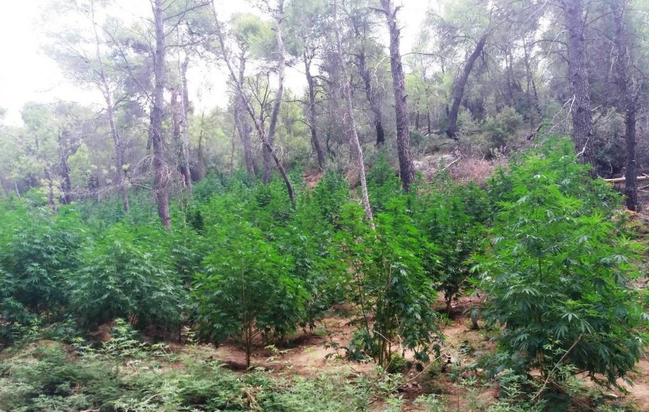 Κάνναβη επιπτώσεις: Ενδείξεις ότι προκαλεί γενετικές αλλαγές στο σπέρμα του άνδρα