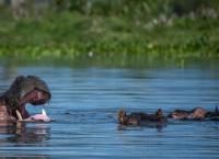 Ιερουσαλήμ : Πέθανε ο γηραιότερος ιπποπόταμος του κόσμου