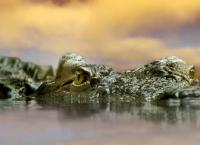 ΗΠΑ: Τραγωδία – Έβγαλε βόλτα τον σκύλο και την έφαγε αλιγάτορας