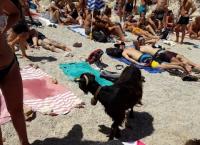 Κρήτη: Κατσίκα τρώει φαγητό από λουόμενους και σκορπάει γέλιο (vids)
