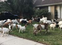 ΗΠΑ: Κοπάδι από κατσίκες ξεχύθηκε στους δρόμους του Άινταχο (pics&vid)