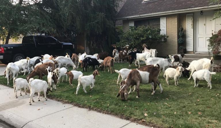 ΗΠΑ: Κοπάδι από κατσίκες ξεχύθηκε στους δρόμους του Άινταχο (pics&vid)