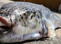 Περιφέρεια Κρήτης: Προεδοποιήσεις για το επικίνδυνο ψάρι “λαγοκέφαλος”