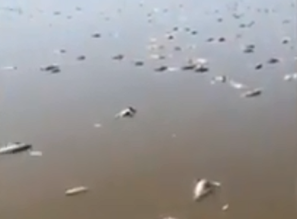 Χιλιάδες νεκρά ψάρια στον Ρήνο από τον καύσωνα