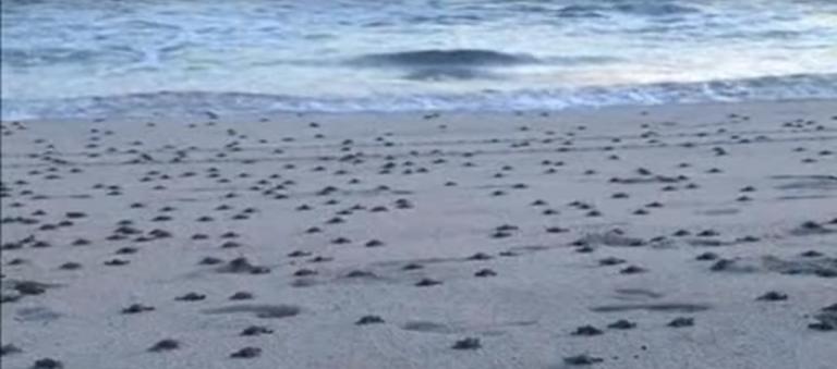 Μεξικό: Περίπου 300 θαλάσσιες χελώνες υπό εξαφάνιση βρέθηκαν νεκρές