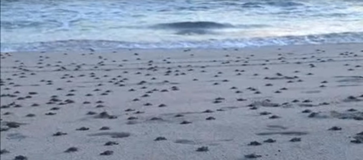 Μεξικό: Περίπου 300 θαλάσσιες χελώνες υπό εξαφάνιση βρέθηκαν νεκρές