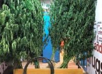 Είχαν περικυκλώσει την Αττική με χασισοφυτείες